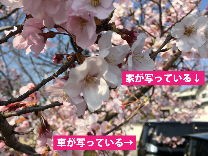Iphone写真術 お花見で桜の写真をキレイに撮ろう おもいでばこブログ