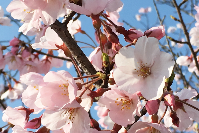 【iPhone写真術】お花見で桜の写真をキレイに撮ろう