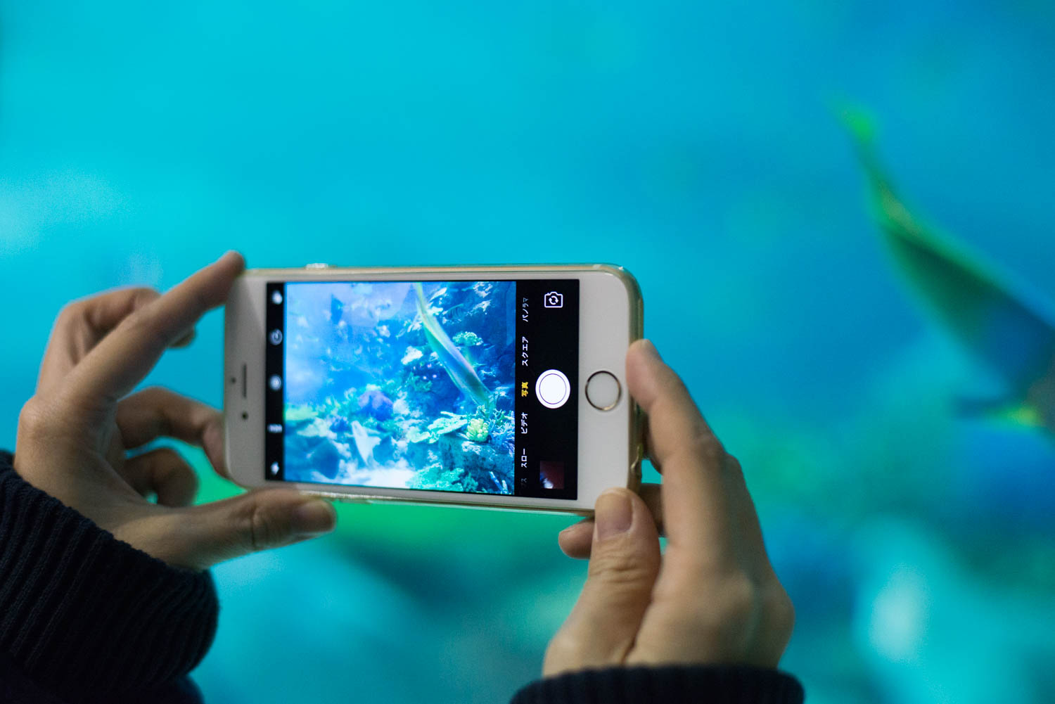 【iPhone写真術】映り込み防止テクでキレイに！水族館で水中写真を楽しもう