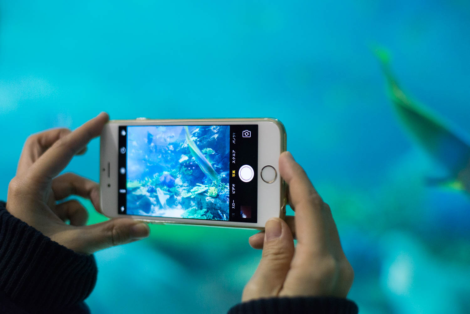 Iphone写真術 映り込み防止テクでキレイに 水族館で水中写真を楽しもう おもいでばこブログ