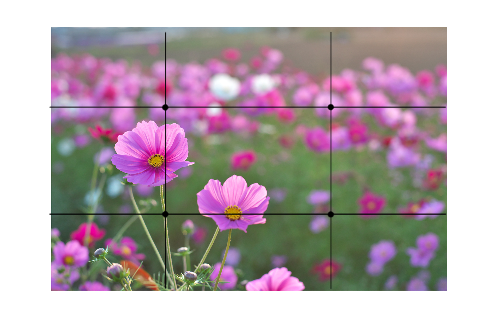 芸術の秋はコスモスでインスタ映え 秋の桜が撮れる 今すぐ行きたい絶景フォトスポット3選 おもいでばこブログ