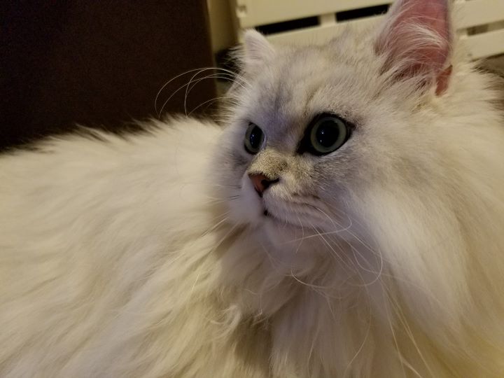 猫の愛くるしい日々をまるっと一緒に楽しめる おすすめのペット写真整理術 おもいでばこブログ