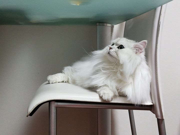 猫の愛くるしい日々をまるっと一緒に楽しめる おすすめのペット写真整理術 おもいでばこブログ