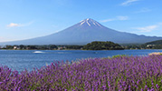 富士山を二次的にとらえた作品例①
